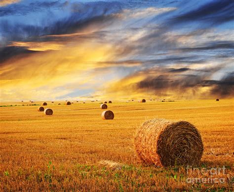 Golden Sunset Over Farm Field With Hay Bales Photograph By Elena Elisseeva