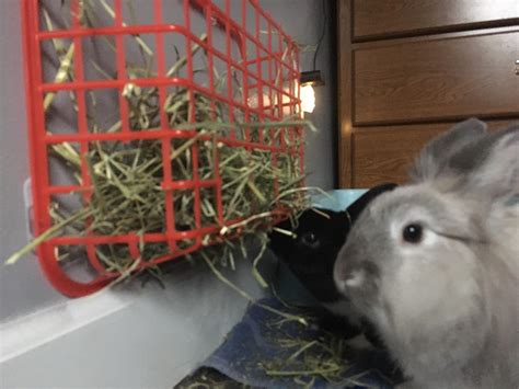 Diy Rabbit Feeder Rabbit Hay Feeder With Litter Box Food And Water