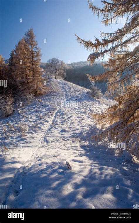 Footpath In Snow Narrow Path Leading Through Freshly Snow Covered