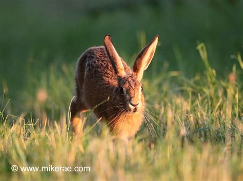 Brown Hare Lerveret Out Of Shade Sunny August Evening Suffolk Lepus