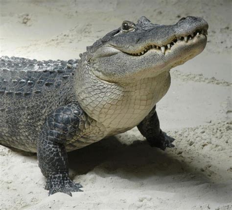 Create Meme Crocodile Crocodile Alligator Caiman Crocodile