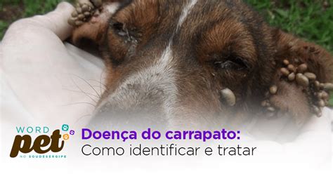 Word Pet Doença Do Carrapato Como Identificar E Tratar Sou De Sergipe