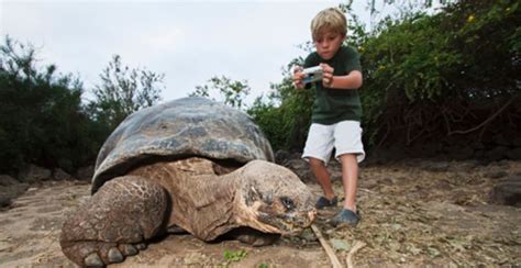 Las tortugas (o quelonios) son reptiles vertebrados ovíparos, es decir. ¿Por qué las tortugas viven tanto? - Porque.es