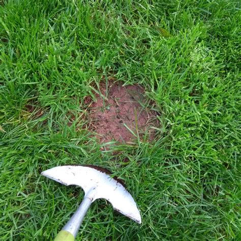 Lawn Patch Repair A Picture Guide The Lawn Man
