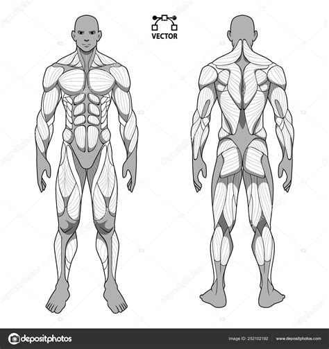 Male Back Muscle Anatomy