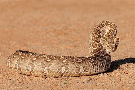 Deadly Snakes Found In Africa Worldatlas