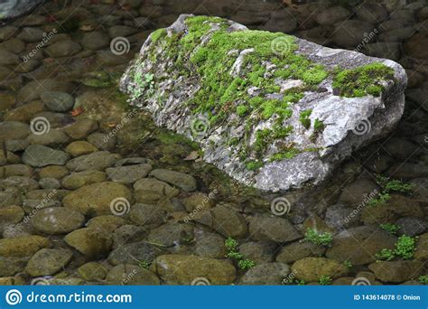 Green Moss On A Rock In The River Stock Photo Image Of Moss Rock
