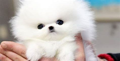Droll Harga Anjing Pudel Putih - l2sanpiero