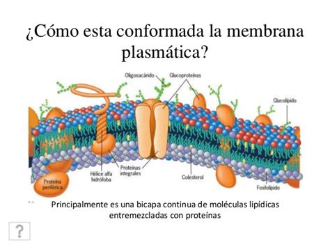 Membrana Plasmática Biología Celular Escuelapedia Recursos