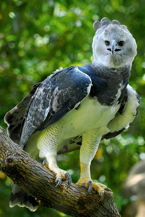 Maybe you would like to learn more about one of these? Harpy eagle: The 'jaguar' in the air - CGTN