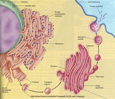 What Are The Roles Of Endoplasmic Reticulum And Ribosomes In Protein