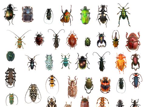 beetles and wasps vie for title of most diverse critter ncpr news