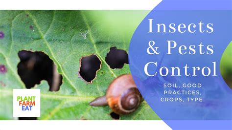 How To Control Garden Insects And Pests Youtube