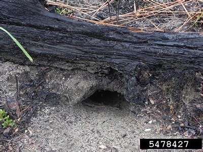 What Digging Holes In My Yard Florida - How to Stop Animals From Digging Holes in Your Yard