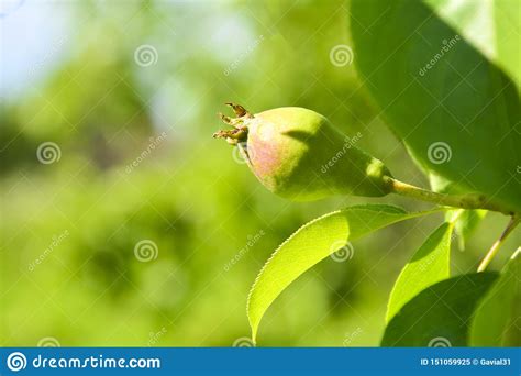 Young Pear Garden Wallpaper Young Pears On A Branch With Green Leaves