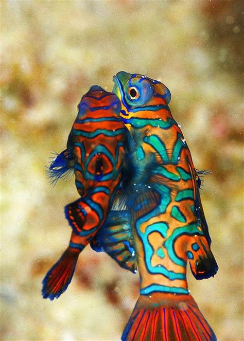 Mating Mandarin Fish Mandarin Fish Beautiful Sea Creatures Ocean