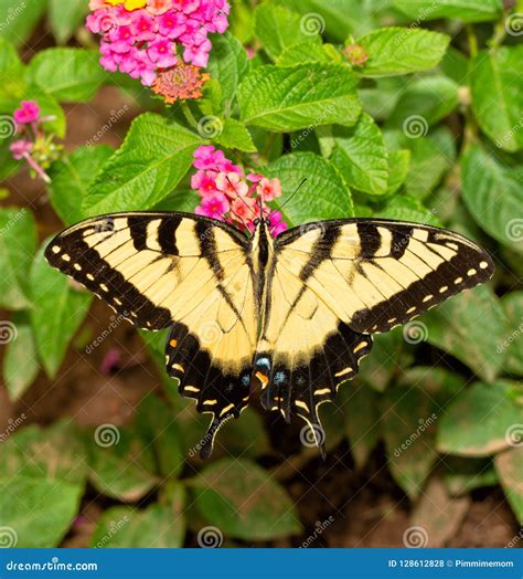 Farfalla Orientale Di Tiger Swallowtail Che Si Alimenta I Fiori Rosa