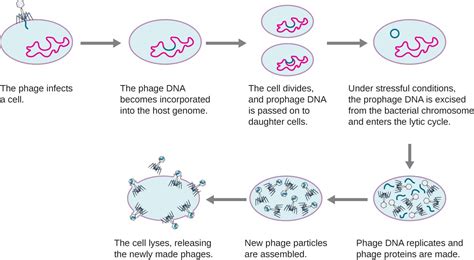 When a new virus jumps from an animal host to 2. The Viral Life Cycle | Microbiology