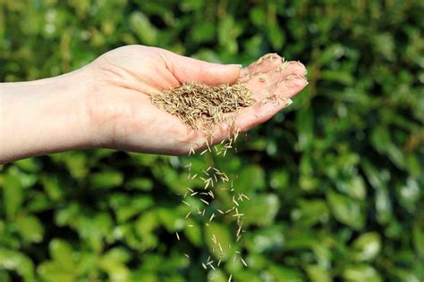 The Ultimate Guide To Sowing Grass Seed Moowy