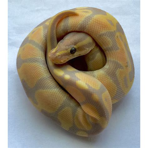 Banana Ball Pythons Python Regius