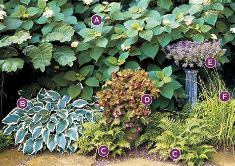 2 Shade Garden Combos For Hosta Lovers Shade Garden Plants Shade