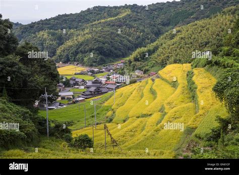 Rice Terraces Of Tonomi Hofu Japan Stock Photo Alamy