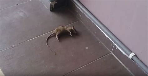 It is usually difficult to remove them when they are inside a wall. How to find a dead animal inside a house