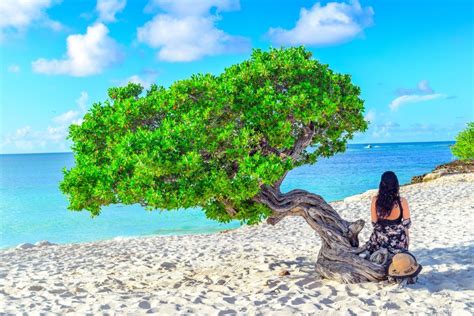 Discover Aruba The Only Guide You Will Ever Need Tropical Escape
