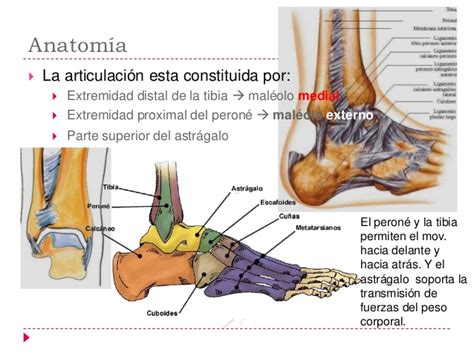 Que Es El Maleolo - SEONegativo.com