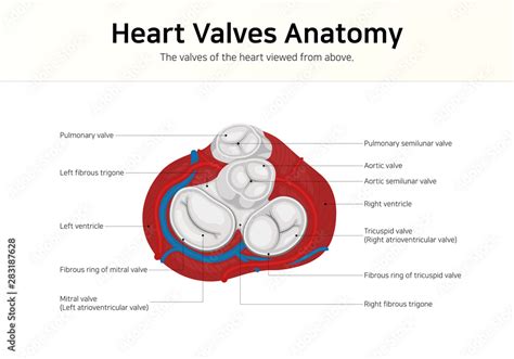 Heart Valves Anatomy The Valves Of The Heart Viewed From Above Stock
