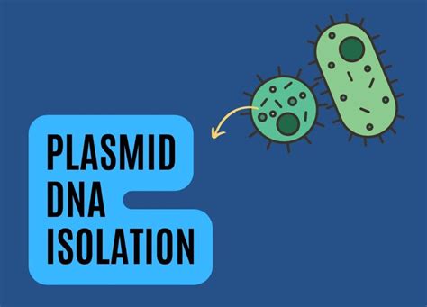 Comprehensive Guide To Plasmid Dna Isolation Genetic Education
