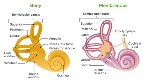 Ear Cochlea Diagram