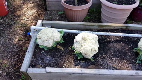 Cauliflower Harvest From The Raised Bed Garden Youtube