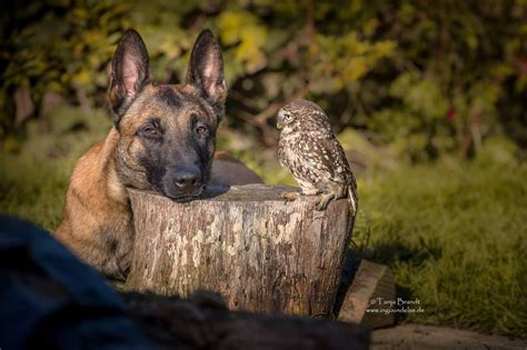 The Unlikely Friendship Of A Dog And An Owl Awesome Photography