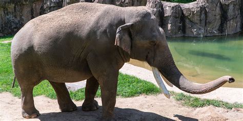 Get all you need at zooplus. Asian elephant | Smithsonian's National Zoo