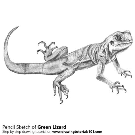 Green Lizard With Pencils Lizard Easy Drawings Drawings