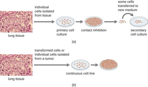 .3t3 l1 cell line (mouse) boiling point melting point,3t3 l1 cell line (mouse) density msds formula use,if you also need to 3t3 l1 cell line 3t3 l1 cell line (mouse) preparation products and raw materials. Isolation, Culture, and Identification of Viruses ...