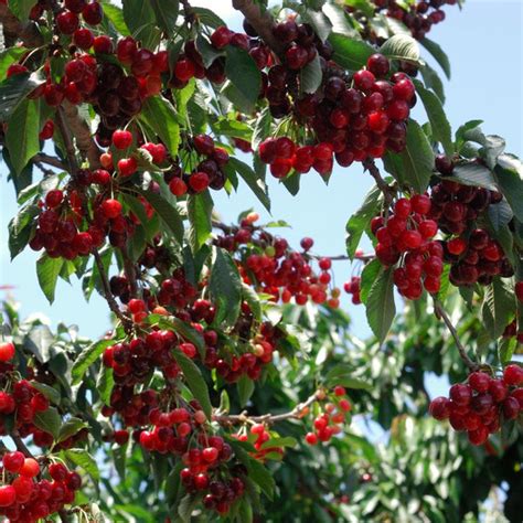 Stella Cherry Trees For California For Sale