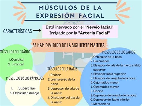 Músculos De La Expresión Facial Casi Doctores💙 Udocz