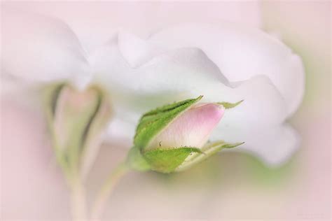 Hiding Pink Rosebud Flower Photograph By Jennie Marie Schell Fine Art