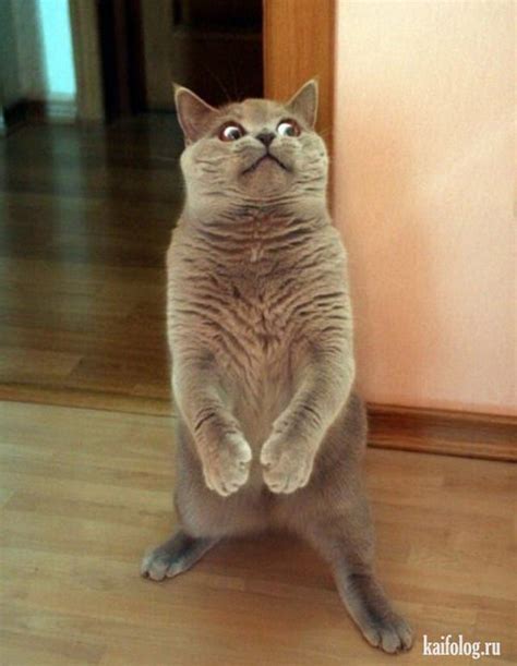 Смешные Коты Фото Мемы Telegraph