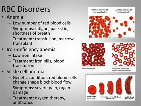 Ppt Blood Function Powerpoint Presentation Free Download Id6402748
