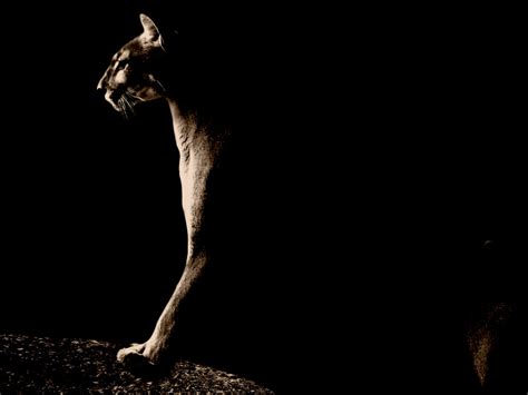 If you're in search of the best puma wallpapers, you've come to the right place. Puma Wallpapers, Pictures, Images