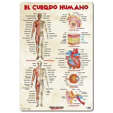 Top 121 Imagenes Educativas Del Cuerpo Humano Para Niños