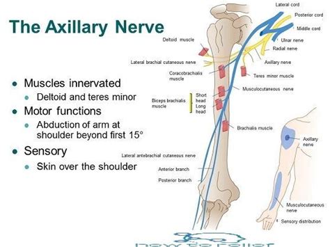 Axillary Nerve Course Motor Sensory Common Injuries How To Relief Upper Limb Anatomy