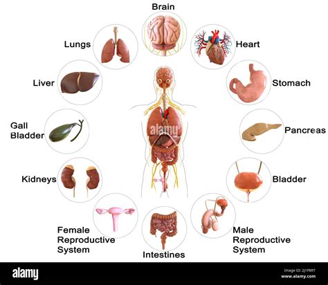 Human Body Internal Organs Anatomy 3d Illustration Stock Photo Alamy