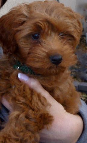 Cockapoo puppy pictures the cockapoo puppy is a brand basic in the united states that is a cantankerous amid the cocker adulator and. Cockapoo of Excellence - Cockapoo Puppies for Sale ...