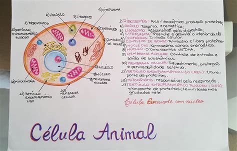 Mapa Mental Celula Animal Edulearn