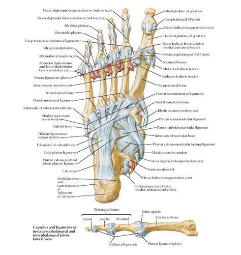 Helpful, trusted answers from doctors: Pin di Lower Limb