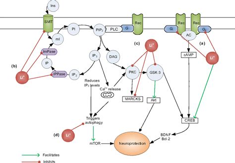 Read about bipolar disorder types, treatment, medications, and causes of this mental illness. Figure 3 from Potential Mechanisms of Action of Lithium in ...